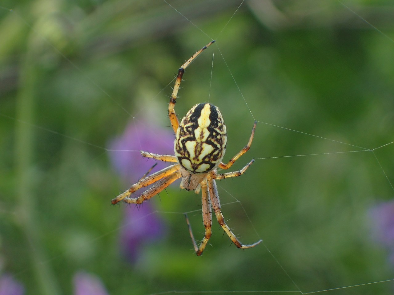 Neoscona adianta Neoscona adianta
